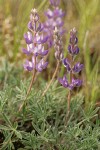 Prairie Lupine blossoms & foliage
