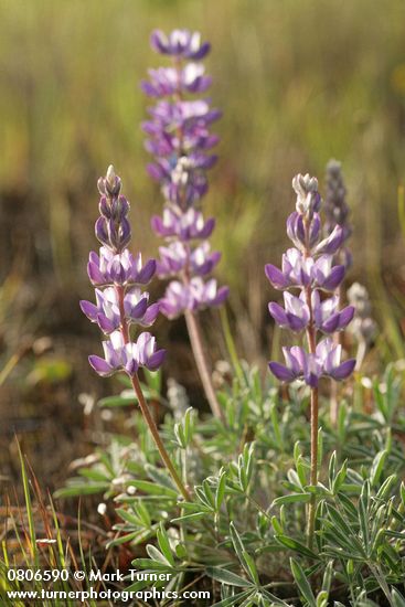 Lupinus lepidus