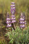 Prairie Lupine blossoms & foliage