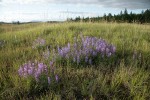 Prairie Lupines on mounded prairie
