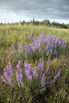 Prairie Lupines on mounded prairie