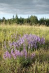 Prairie Lupines on mounded prairie