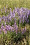 Prairie Lupines