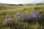 Prairie Lupines on mounded prairie