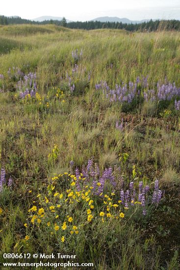 Lupinus lepidus; Eriophyllum lanatum