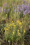 Dune Goldenrod w/ Prairie Lupines soft bkgnd