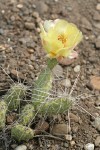 Grizzleybear Prickly Pear Cactus