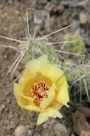 Grizzleybear Prickly Pear Cactus