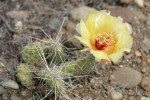 Grizzleybear Prickly Pear Cactus