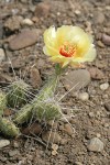 Grizzleybear Prickly Pear Cactus