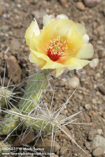 Opuntia columbiana (O. erinacea var. columbiana)