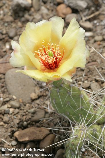 Opuntia columbiana (O. erinacea var. columbiana)