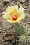 Grizzleybear Prickly Pear Cactus