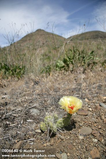 Opuntia columbiana (O. erinacea var. columbiana)
