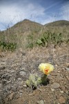 Grizzleybear Prickly Pear Cactus habitat view