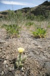 Grizzleybear Prickly Pear Cactus habitat view