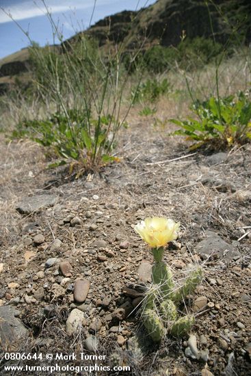 Opuntia columbiana (O. erinacea var. columbiana)