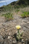 Grizzleybear Prickly Pear Cactus habitat view