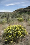 Round-headed Desert Buckwheat w/ Big Sagebrush & Bitterbrush, basalt cliffs bkgnd