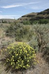 Round-headed Desert Buckwheat w/ Big Sagebrush & Bitterbrush, basalt cliffs bkgnd