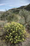 Round-headed Desert Buckwheat w/ Big Sagebrush & Bitterbrush, basalt cliffs bkgnd