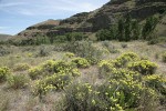 Round-headed Desert Buckwheat w/ Big Sagebrush & Bitterbrush, basalt cliffs bkgnd