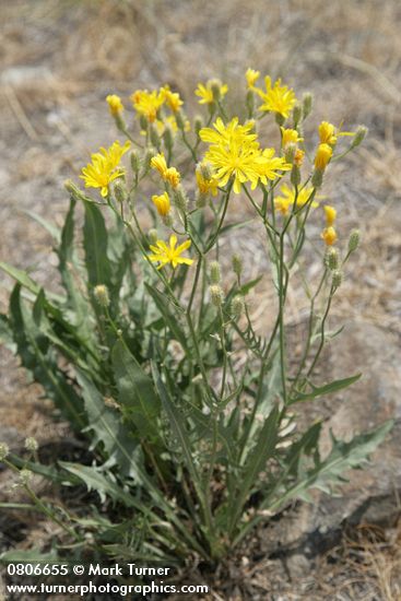 Crepis occidentalis