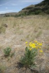 Western Hawksbeard habitat view