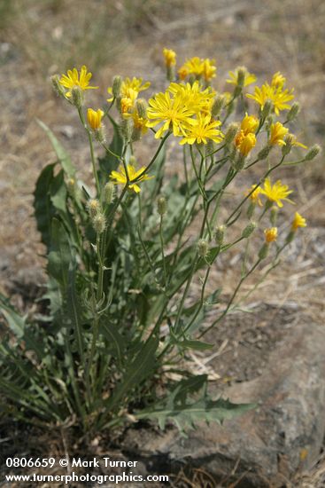 Crepis occidentalis