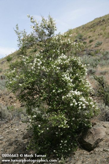 Philadelphus lewisii
