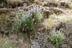 Western Giant Hyssop
