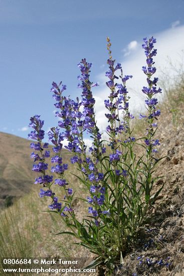 Penstemon speciosus