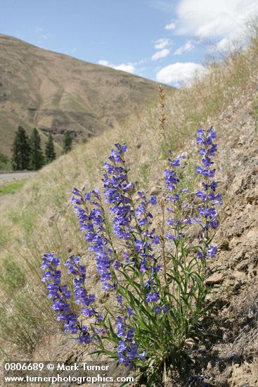 Penstemon speciosus