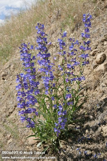 Penstemon speciosus
