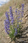Showy Penstemon