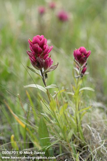 Castilleja elmeri
