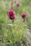 Wenatchee Paintbrush