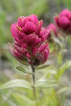 Wenatchee Paintbrush bracts & blossoms detail