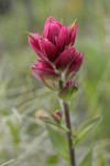 Wenatchee Paintbrush