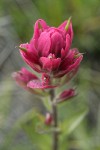 Wenatchee Paintbrush bracts & blossoms detail