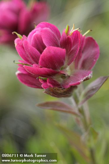 Castilleja elmeri