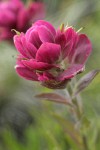 Wenatchee Paintbrush bracts & blossoms detail