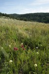 Wenatchee Paintbrush in subalpine meadow