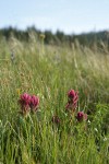 Wenatchee Paintbrush among grasses & sedges