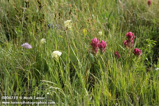 Castilleja elmeri