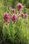 Wenatchee Paintbrush, backlit