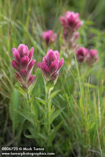 Castilleja elmeri