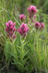 Wenatchee Paintbrush, backlit