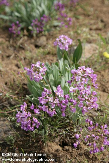 Phoenicaulis cheiranthoides