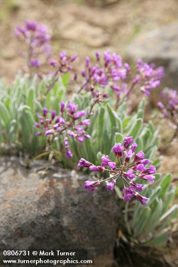 Phoenicaulis cheiranthoides